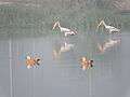 Migratory birds ,Bakarpur village pond,near mohali, Punjab, India 02.JPG