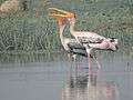 Migratory birds ,Bakarpur village pond,near mohali, Punjab, India 03.JPG