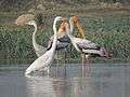 Migratory birds at Bakarpur village pond,near Mohali, Punjab,India.JPG
