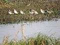 Migratory birds at Village pond Bakarpur, aerocity Mohali , Punjab, India.JPG