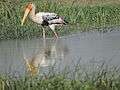 Migratory birds at village pond Bakarpur, Mohali, Punjab, India 02.JPG