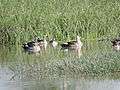 Migratory birds at village pond Bakarpur, Mohali, Punjab, India 04.JPG