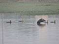 Migratory birds at village pond Bakarpur, Mohali, Punjab, India 09.JPG