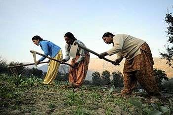 Pic by Neil Palmer (CIAT). Women farmers at work in their vegetable plots near Kullu town, Himachal Pradesh, India. Previously the area was a major producer of high-value apples, but rising temperatures in the last few decades have forced almost all apple producers there to abandon their crop. For these farmers, switching to vegetable production has resulted in a major boost in incomes and livelihoods, illustrating that climate change adaptation can be effective and highly profitable.