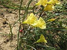 Flowers of Narcissus romieuxii