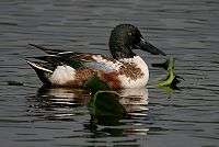 A duck with a green head, white body, rufous side and large bill swims through vegetation.