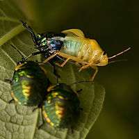 A jewel bug emerging from its old exoskeleton while two nymphs look on in the foreground.