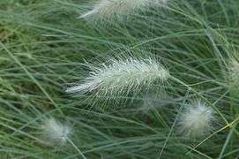 A feathery inflorescence of dense spikelets