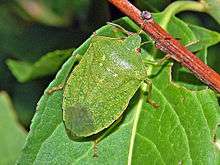 Nezara viridula f. smaragdula