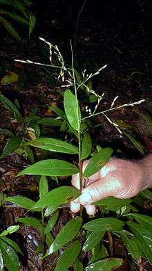 Inflorenscence of a grass with broad leaves