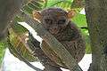 Philtarsier4.jpg