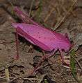 Pink katydid New York.jpg