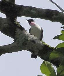 A black and white drawing of a bird perched in a tree. The head is black, the throat a lighter shade of gray, the belly white, and the back black with white edging to the feathers.