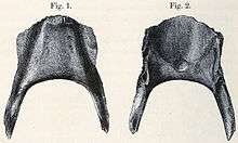 Subfossil broad-billed parrot mandible