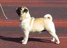 A fawn Pug puppy.