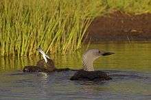 Two small fuzzy blackish chicks—one swallowing a silver fish—float on water beside a larger bird with a black back and grey neck.