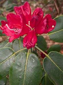 Red flowers surrounded by shiny green leaves