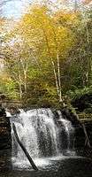 A tall falls with a plunge pool at the base and a large tree trunk leaning against the falls at left. It is autumn and bright yellow leaves appear in the trees over the falls.