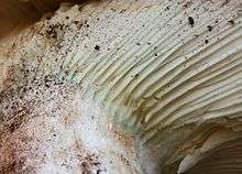 Closeup of a white mushroom, showing a bluish-green band of color at the intersection of the gills and stipe.