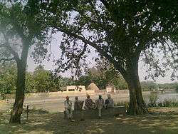 Men sitting under Pipal tree