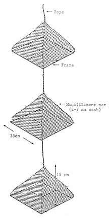 Pearl nets are used to grow spat to juveniles.