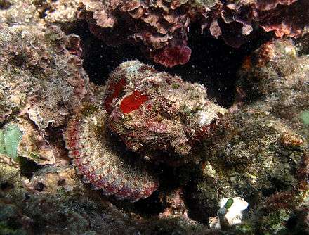 A humpbacked scorpionfish