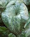 Showy Sichuan Ginger Leaf Asarum splendens 2000px.jpg