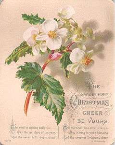 Sockl & Nathan Christmas Card c1895.jpg