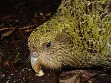 Photo of a Kakapo Pura on Codfish Island..