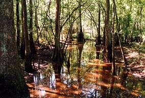 A small brook in a forest of cypress trees.