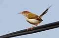 Tailorbird.jpg