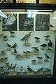 Taxidermied birds2.JPG