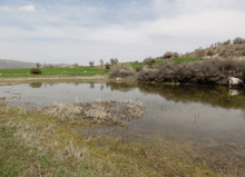 Shallow pond with shrubs and meadows in the background