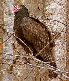 A large black bird with a bald red head sits in a tree looking left