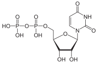 Skeletal formula of uridine diphosphate