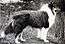 "A greyscale photo of a rough collie looking to the right."