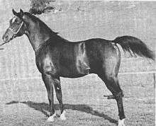 Black-and-white photo of Witez II taken in California some time after his purchase by Earl Hurlbutt.