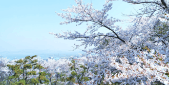 Wolmyeong Dong Park Cherry Blossom 1.png