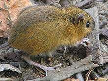 A small, dark-eyed, light-colored animal with a wide dorsal stripe only slightly darker than its overall coloration sits amid forest debris