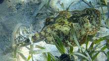 A dark green ray with minute yellow lines, lying on sand amongst scattered seagrass